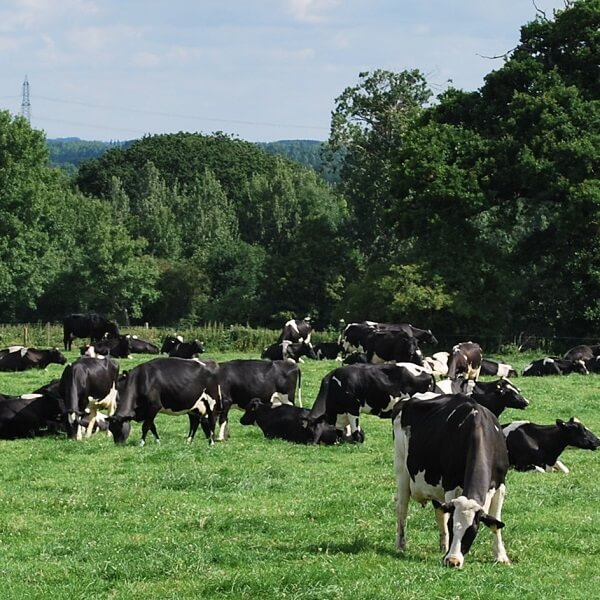 Lean Farming® visits dairy farms in UK