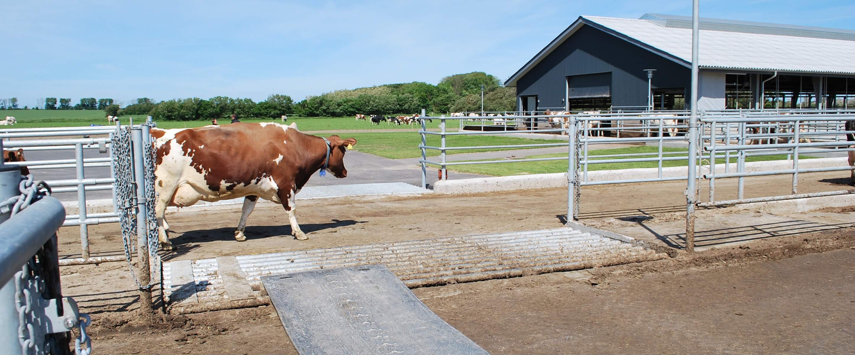 Lean Farming logistics planning at a dairy cattle farm