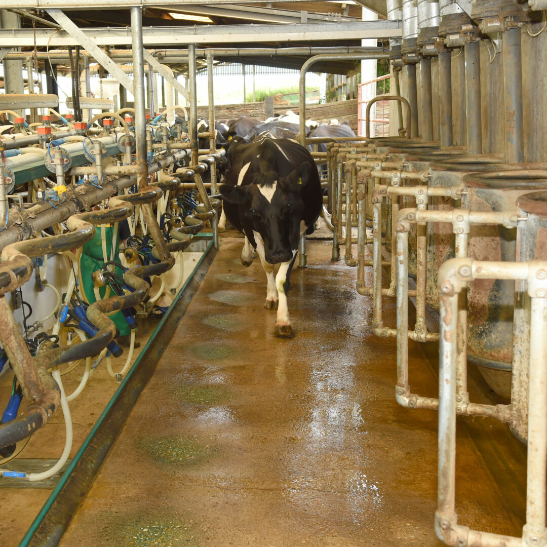 Leanfarming-Cow is walking in the flow