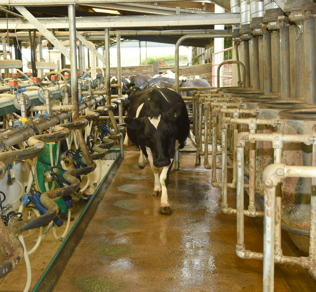 Lean Farming - A cow walks into the milking parlour